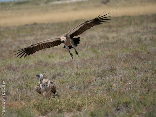 Weißrückengeier (Gyps africanus) © Lothar Lenz