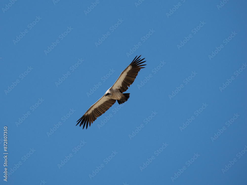 Weißrückengeier (Gyps africanus) Weißrückengeier (Gyps africanus)