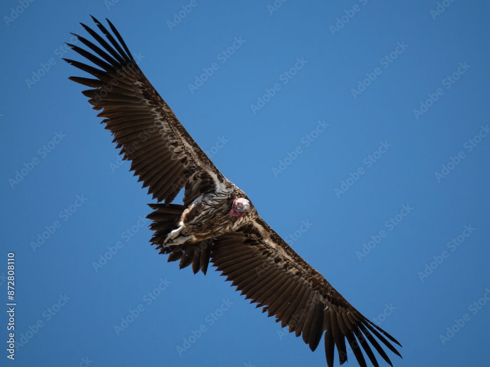 Fototapeta premium Ohrengeier (Torgos tracheliotos)