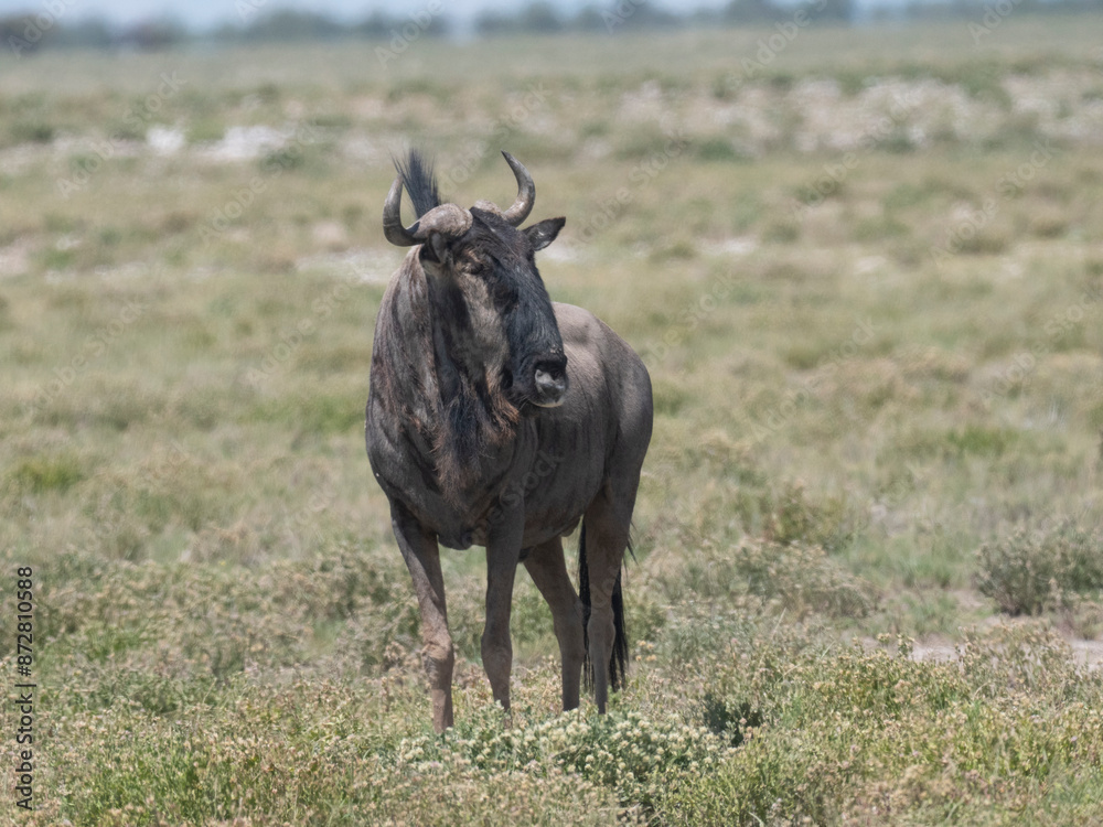 Streifengnu (Connochaetes taurinus) Streifengnu (Connochaetes taurinus)