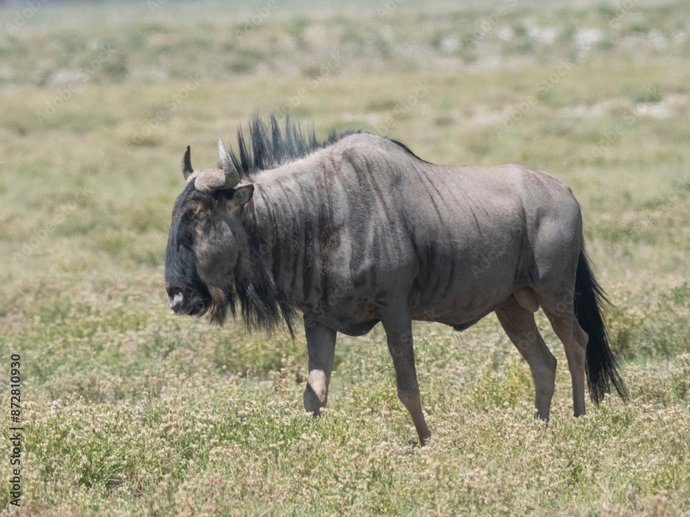 Streifengnu (Connochaetes taurinus) Streifengnu (Connochaetes taurinus)
