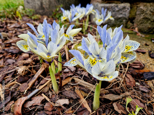 is a Mini Iris with early blooming, fragrant plum purple flowers with a touch of yellow that grows small size. Good for forcing, rock gardens and perennial beds mulching brown bark