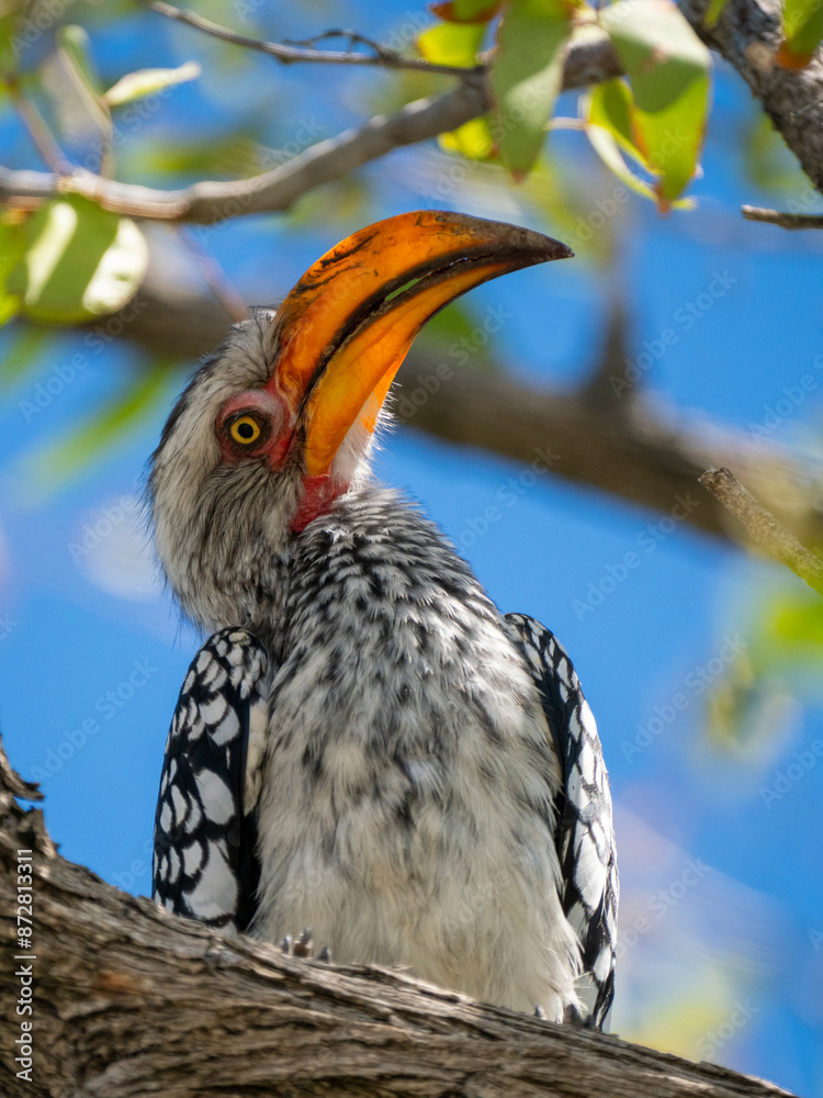 Südlicher Gelbschnabeltoko (Tockus leucomelas) Südlicher Gelbschnabeltoko (Tockus leucomelas)