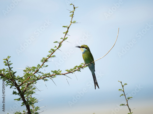 Schwalbenschwanzspint (Merops hirundineus) photo