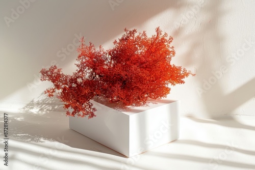 Agar Gelidium of Red Algae. Kanten resting on a white stone. Clear background. Aerial view. photo