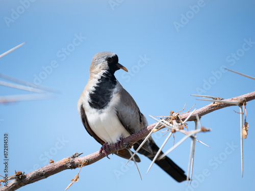 Kaptäubchen (Oena capensis) photo