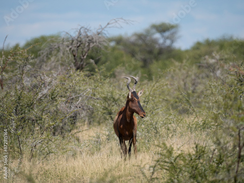 Südafrikanische Kuhantilope (Alcelaphus caama), auch Südliche Kuhantilope, Rote Kuhantilope, Kap-Hartebeest oder Kaama photo