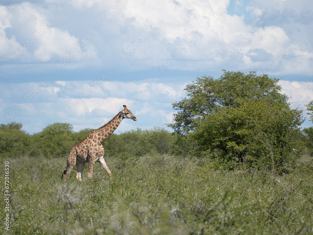Obraz premium Angola-Giraffe (Giraffa giraffa angolensis)