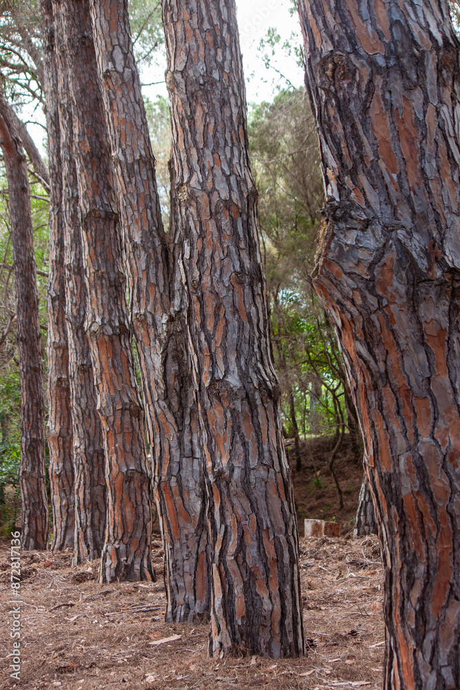 Fototapeta premium rows of maritime pine trunks in a pine forest. in the foreground, the texture of the bark