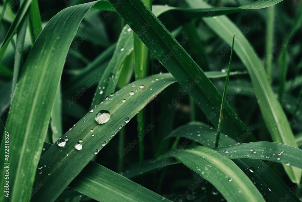 Fototapeta premium dew drops on green grass, color toned