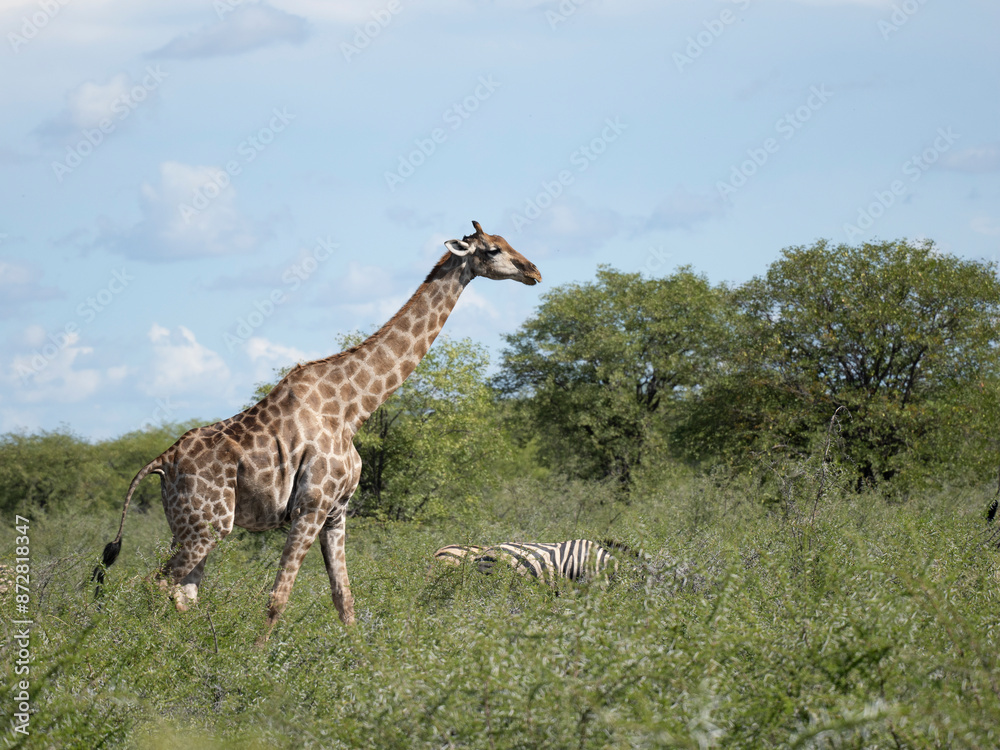 Obraz premium Angola-Giraffe (Giraffa giraffa angolensis)