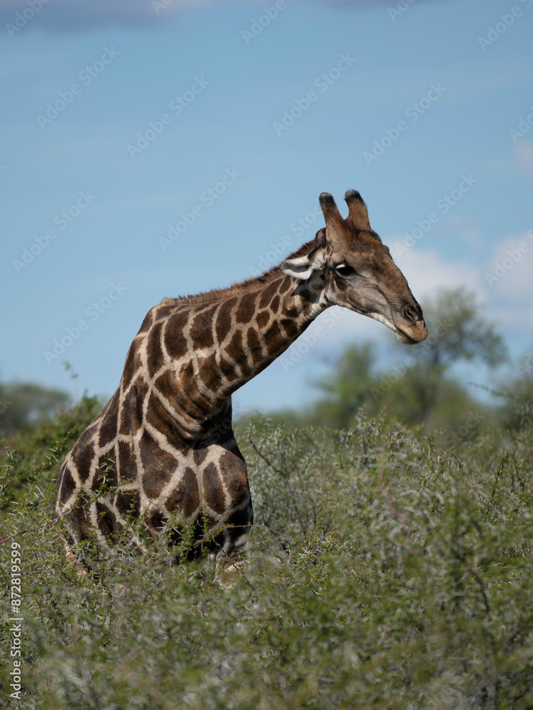 Angola-Giraffe (Giraffa giraffa angolensis) Angola-Giraffe (Giraffa giraffa angolensis)