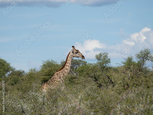 Angola-Giraffe (Giraffa giraffa angolensis) photo