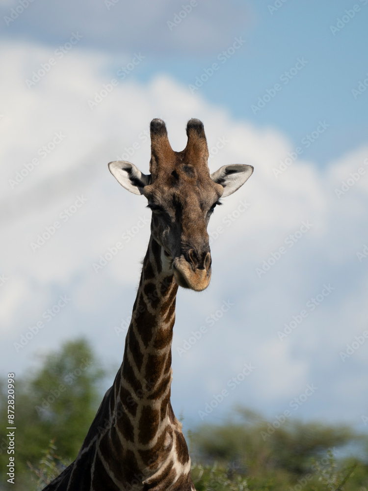 Fototapeta premium Angola-Giraffe (Giraffa giraffa angolensis)