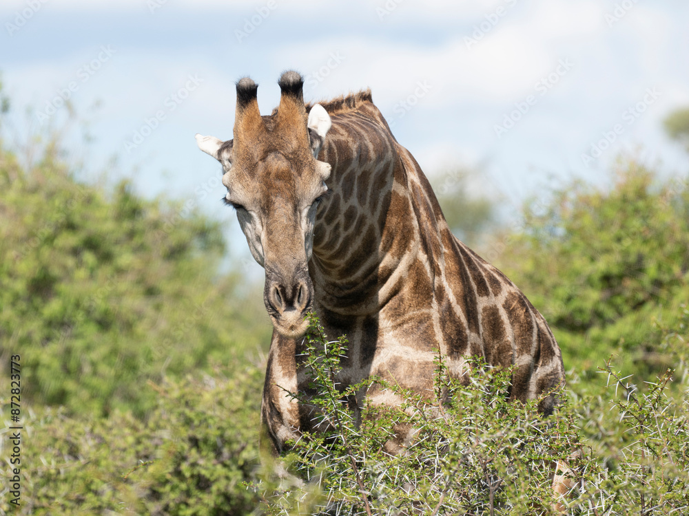 Angola-Giraffe (Giraffa giraffa angolensis) Angola-Giraffe (Giraffa giraffa angolensis)