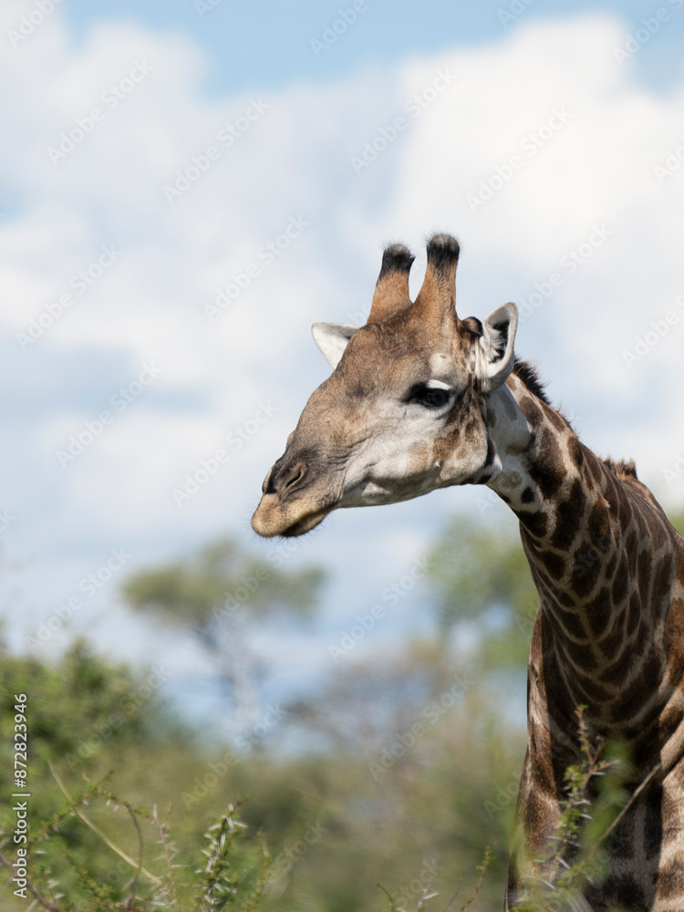 Obraz premium Angola-Giraffe (Giraffa giraffa angolensis)