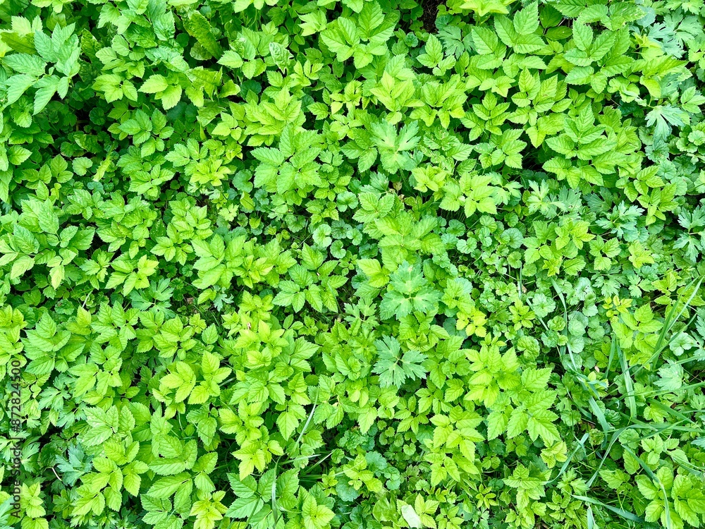 Green grass texture background. Natural green grass texture. Top view. Green grass texture background. Natural green grass texture. Top view.