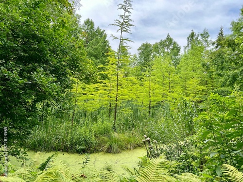 swamp in the forest on a sunny summer day, nature series photo