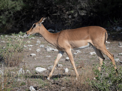  Schwarzfersenantilope oder Impala (Aepyceros melampus) © Lothar Lenz