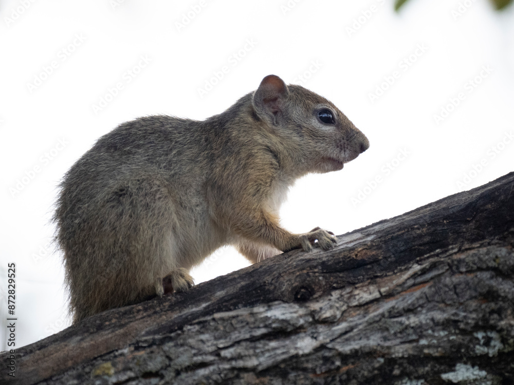 Buschhörnchen (Paraxerus spec.) in Namibia Buschhörnchen (Paraxerus spec.) in Namibia