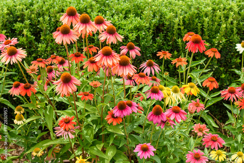 Wallpaper Mural flowers in the garden Torontodigital.ca