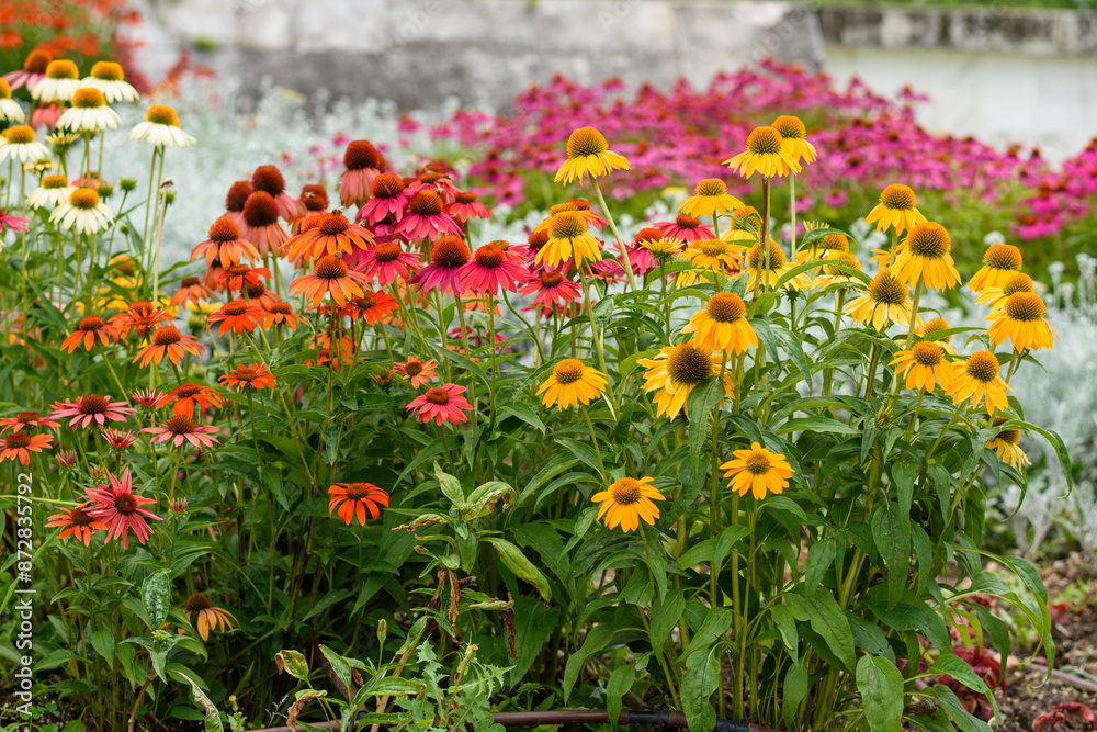 Fototapeta premium flowers in the garden