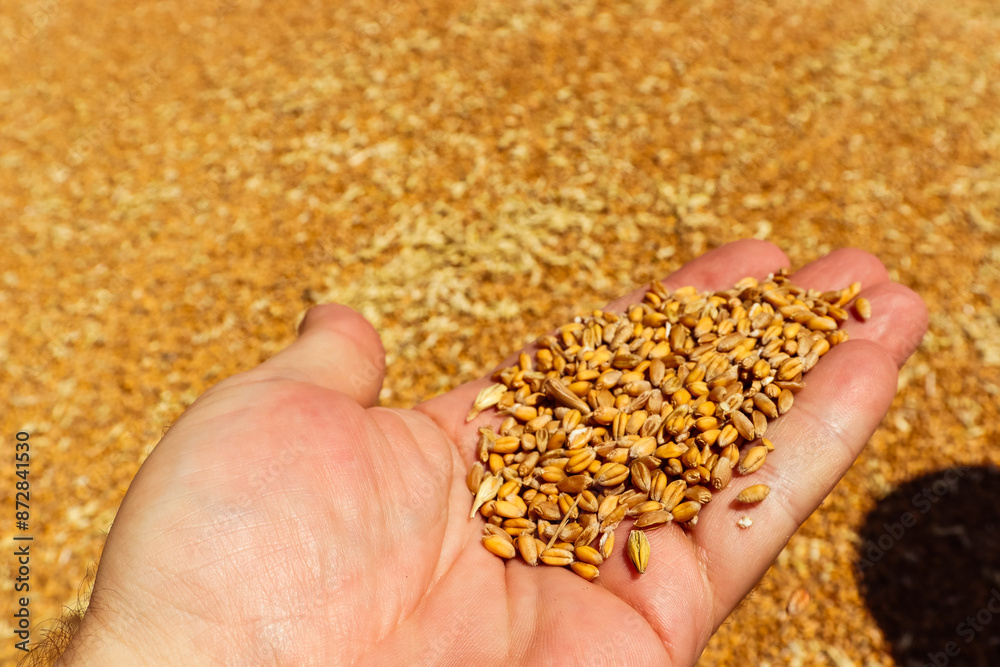 grain on hand, wheat, agro-industry, nature, harvest grain on hand, wheat, agro-industry, nature, harvest