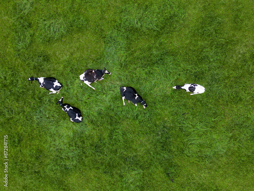 Fotografie The drone captured aerial footage of black and white cows grazing peacefully on
