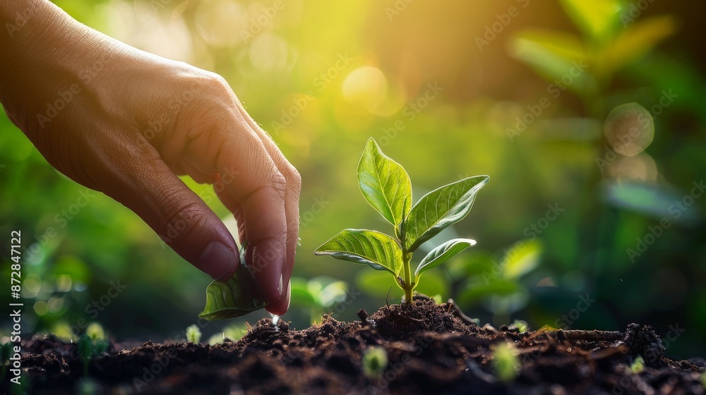Fototapeta premium Nurturing New Life: Hand Holding Young Plant Amid Sunlit Greenery