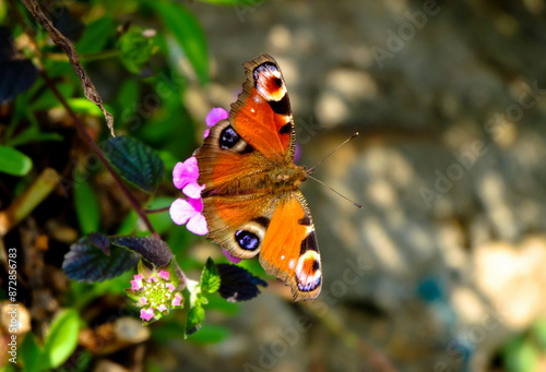 Butterfly in the garden has beautiful patterned wings perched on a flower.
