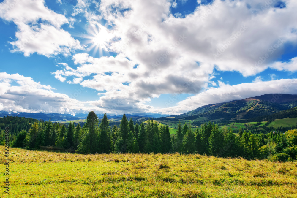 Fototapeta premium alpine meadow on a sunny morning. mountainous countryside landscape of ukraine in early autumn. wonderful sunny weather. rural valley in the distance