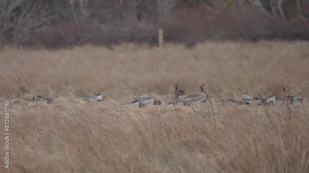 Flock of Barnacle Geese Resting at Reed Field Flock of Barnacle Geese Resting at Reed Field