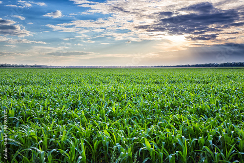 Corn field, greenery, evening, sunlight, sunset.