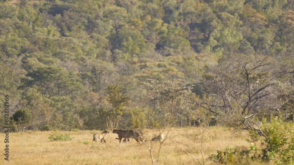South African Cheetah Family Mother Patrols as Cubs Play Around Wide Shot South African Cheetah Family Mother Patrols as Cubs Play Around Wide Shot
