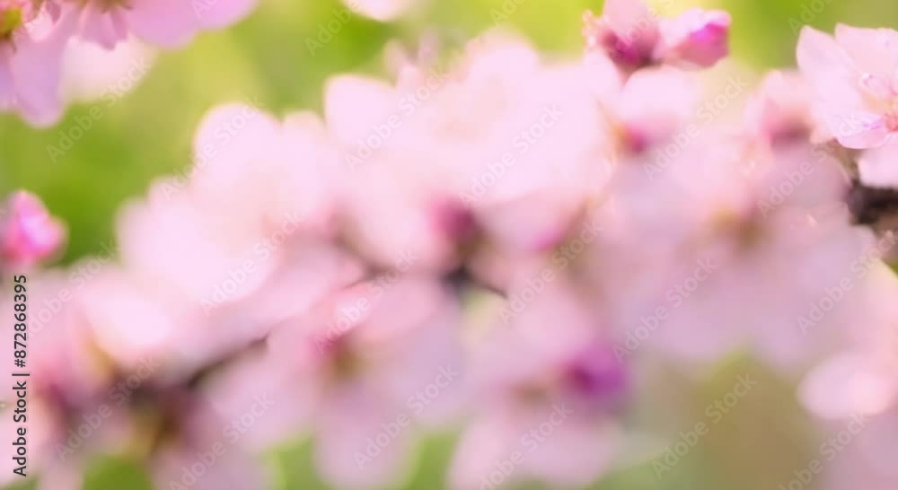 cherry blossom close up cherry blossom close up