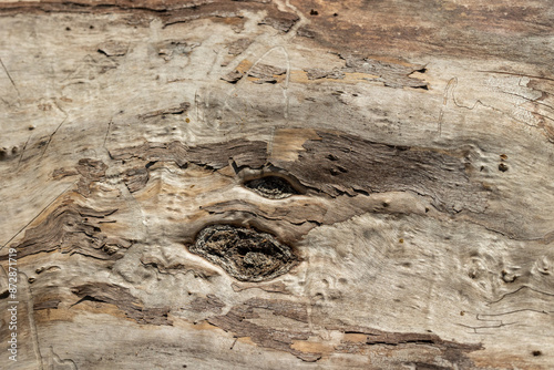 Texture of an old tree without bark