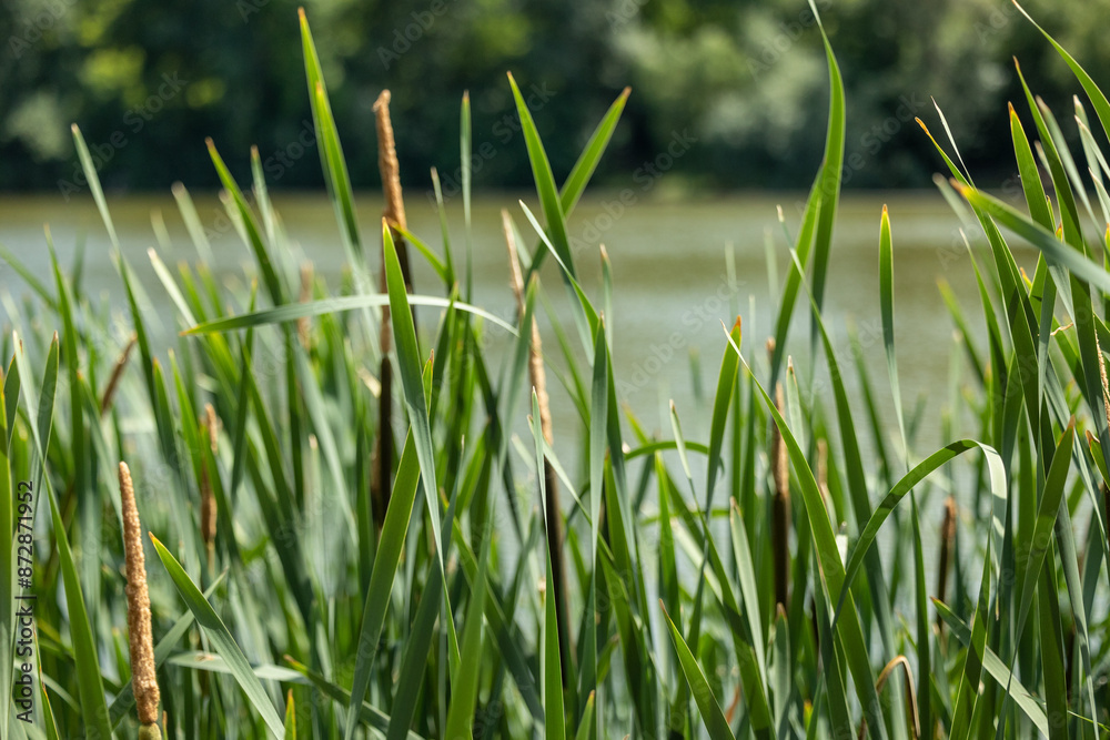 Obraz premium Reeds growing by the lake