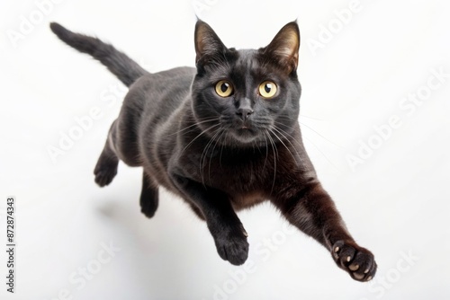 Black cat jumping on white background
