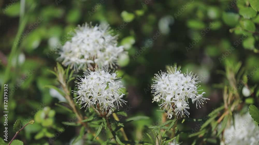 Ledum palustre. Two white swamp ledum flowers in summer in the Arctic Ledum palustre. Two white swamp ledum flowers in summer in the Arctic