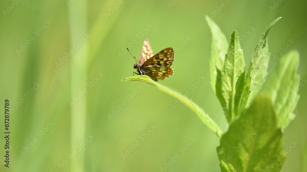 butterfly. beautiful delicate butterfly. butterfly sits on the meadow grass. Blurred green grass in the background, insects macro. environment, copy space. spring or summer season. soft focus
