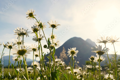 Margeriten vor Bergsilhouette