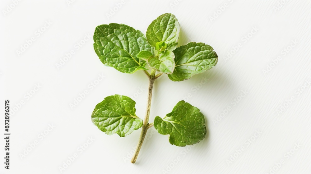 The green leave on white background UHD wallpaper The green leave on white background UHD wallpaper