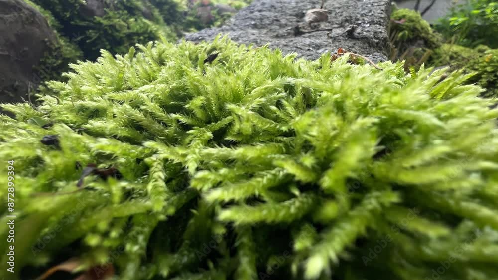 moss growing on granite macro shot moss growing on granite macro shot
