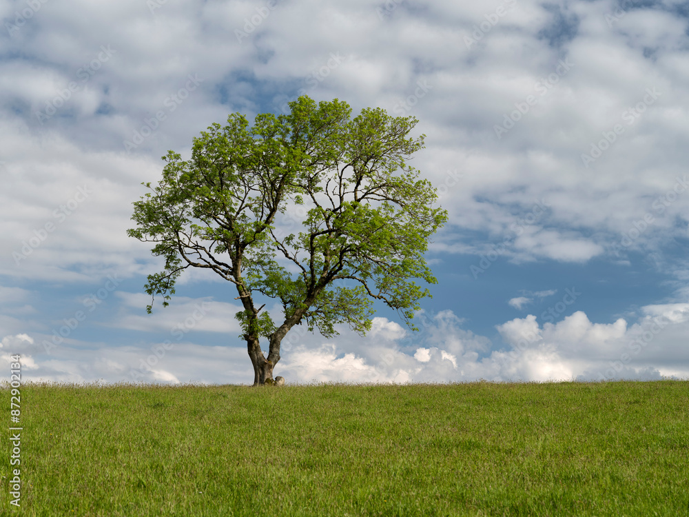 Single tree against a summer blue shy with light clouds. Single tree against a summer blue shy with light clouds.