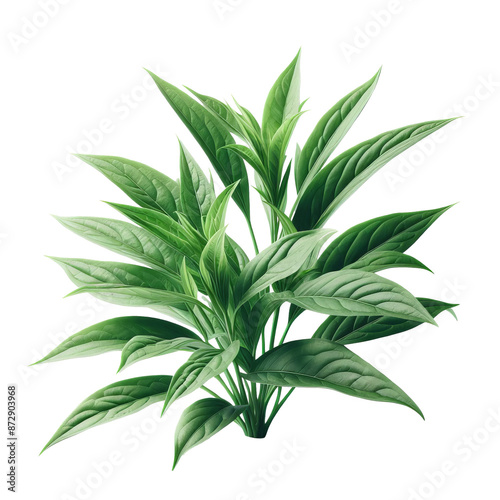 “Andrographis Paniculata- Medicinal Herb with Health Benefits”