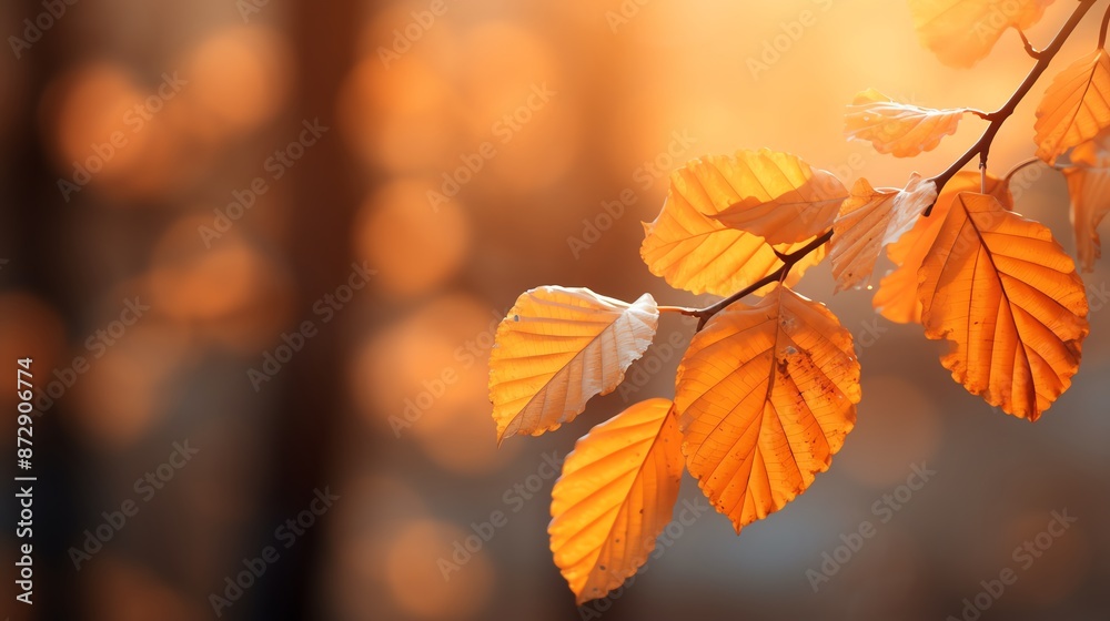 Autumn foliage with detailed leaf texture and a blurred, sunlit background Autumn foliage with detailed leaf texture and a blurred, sunlit background