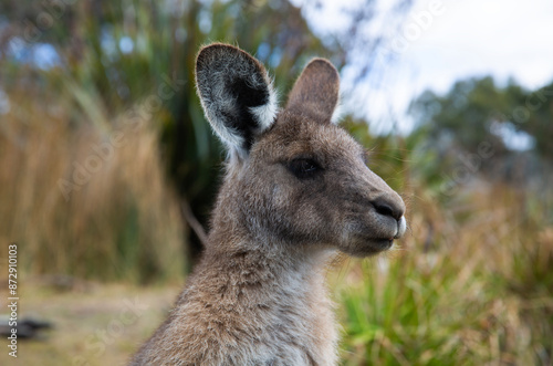 Portrait shot of an eastern grey kangaroo.