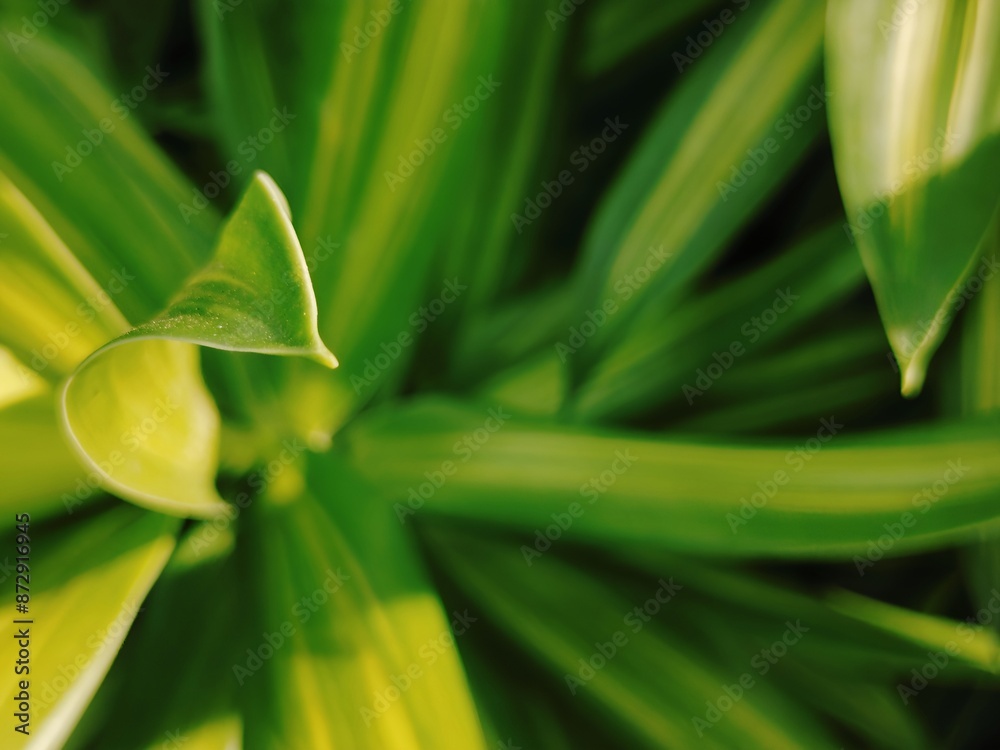 Close-up of Green Leaf with Soft Focus for Background Close-up of Green Leaf with Soft Focus for Background