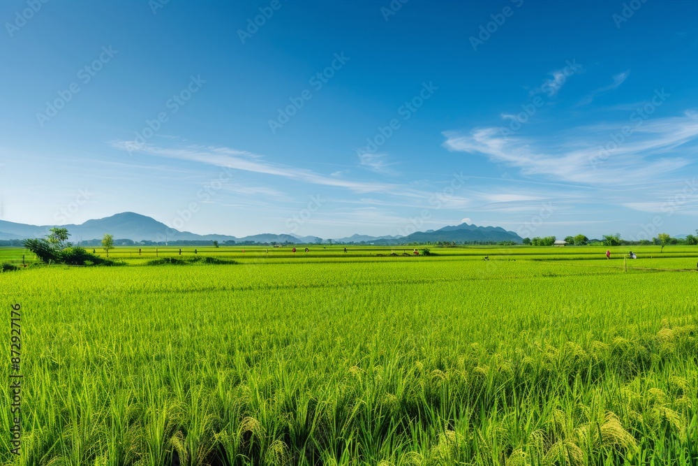 a vast green paddy field a vast green paddy field