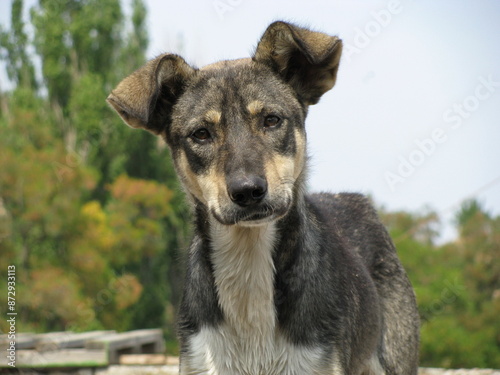 portrait of a old dog